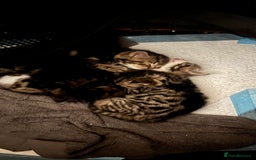 British Shorthair cats for sale: 4 Beautiful British Shorthair cross Kittens  - Image 12