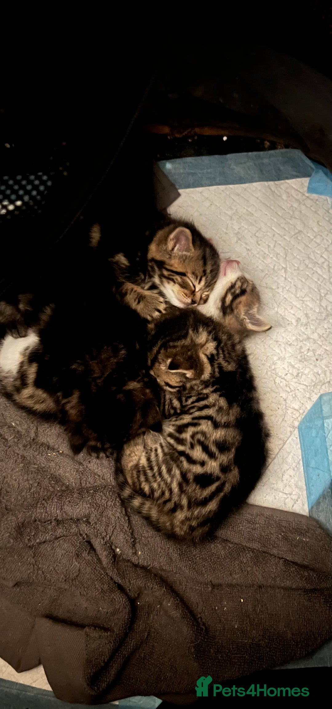 British Shorthair cats for sale: 4 Beautiful British Shorthair cross Kittens  - Image 12