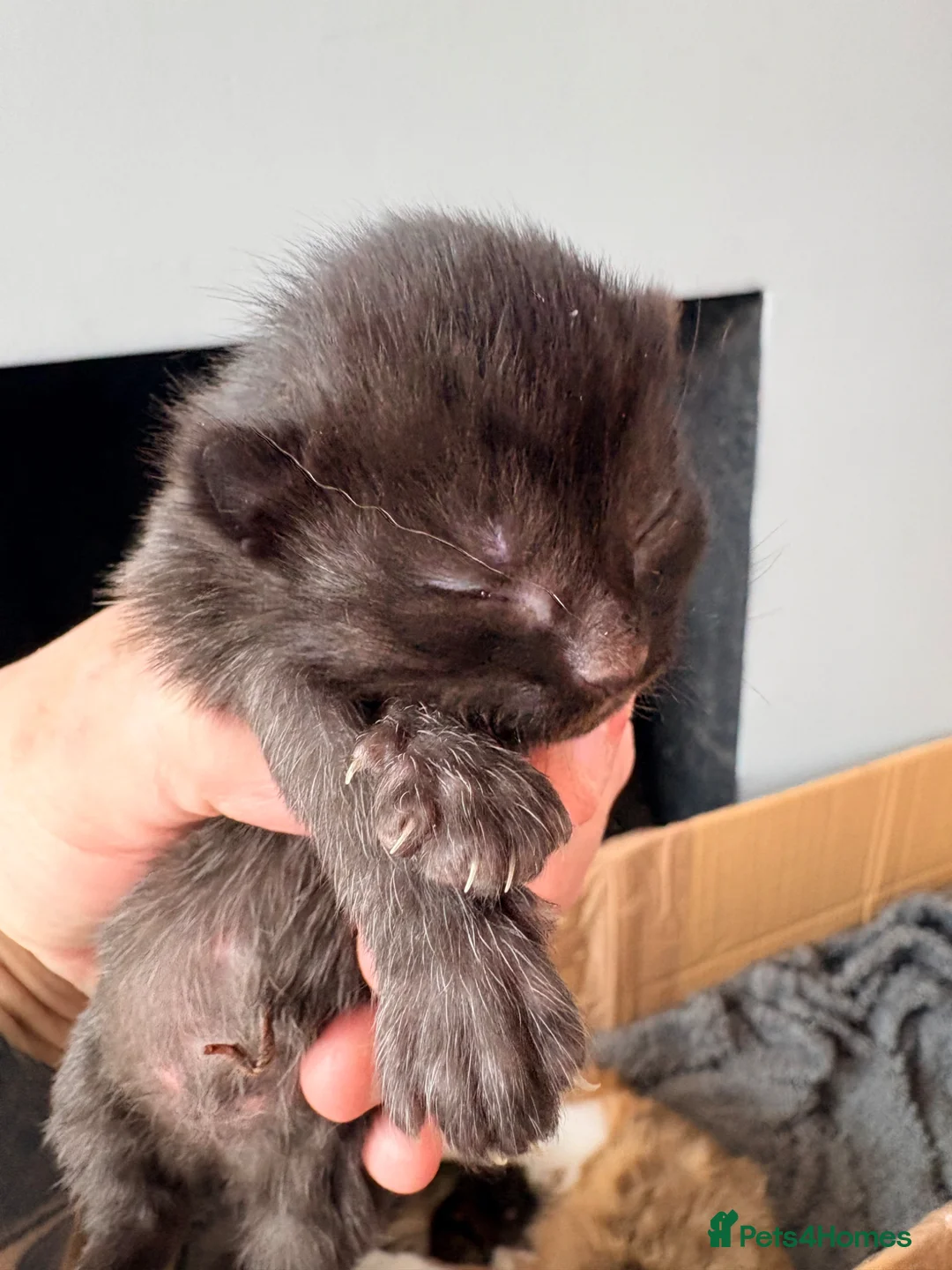 British Shorthair cats for sale: 5 Stunning Babies - Advert 8