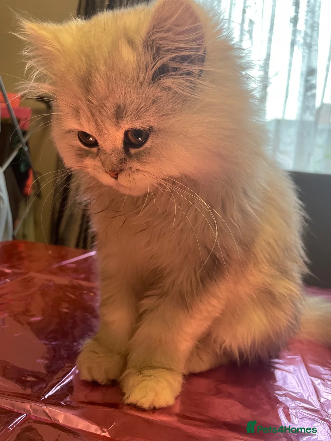 Persian cats for sale: Retired Persian Girl — 2 Years Old — Indoor Only  - Advert 3