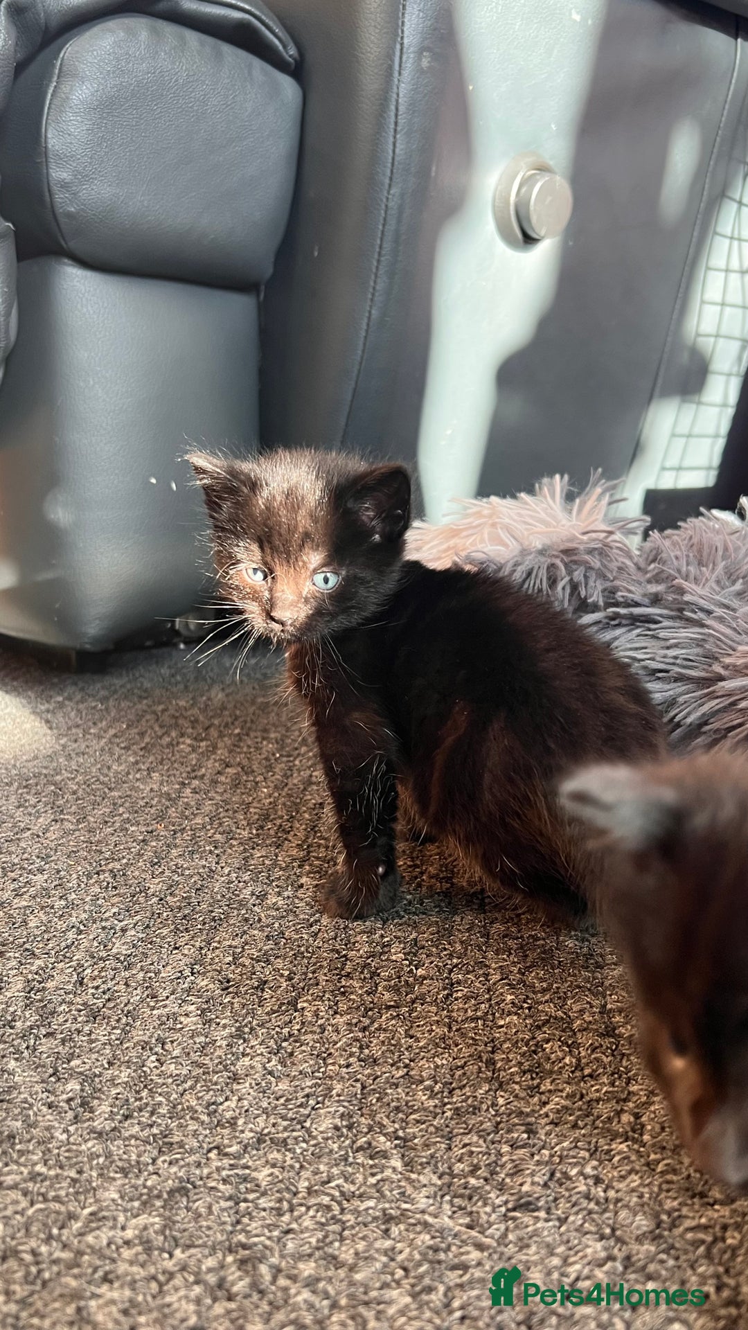 Mixed Breed cats for sale: adorable tuxedo kittens - Advert 17