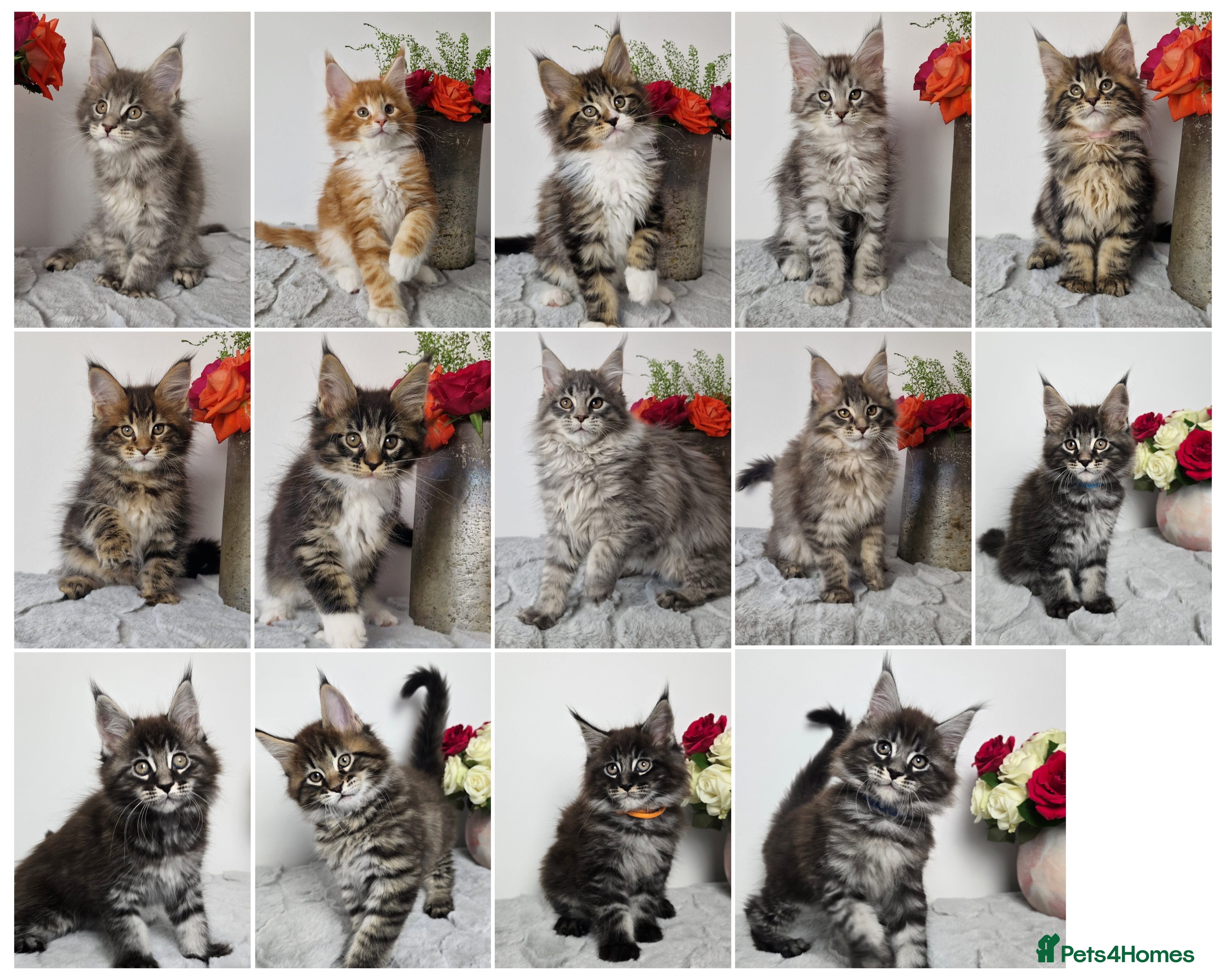 Maine Coon cats READY TO GO TICA registered maine coon kittens - Advert 4