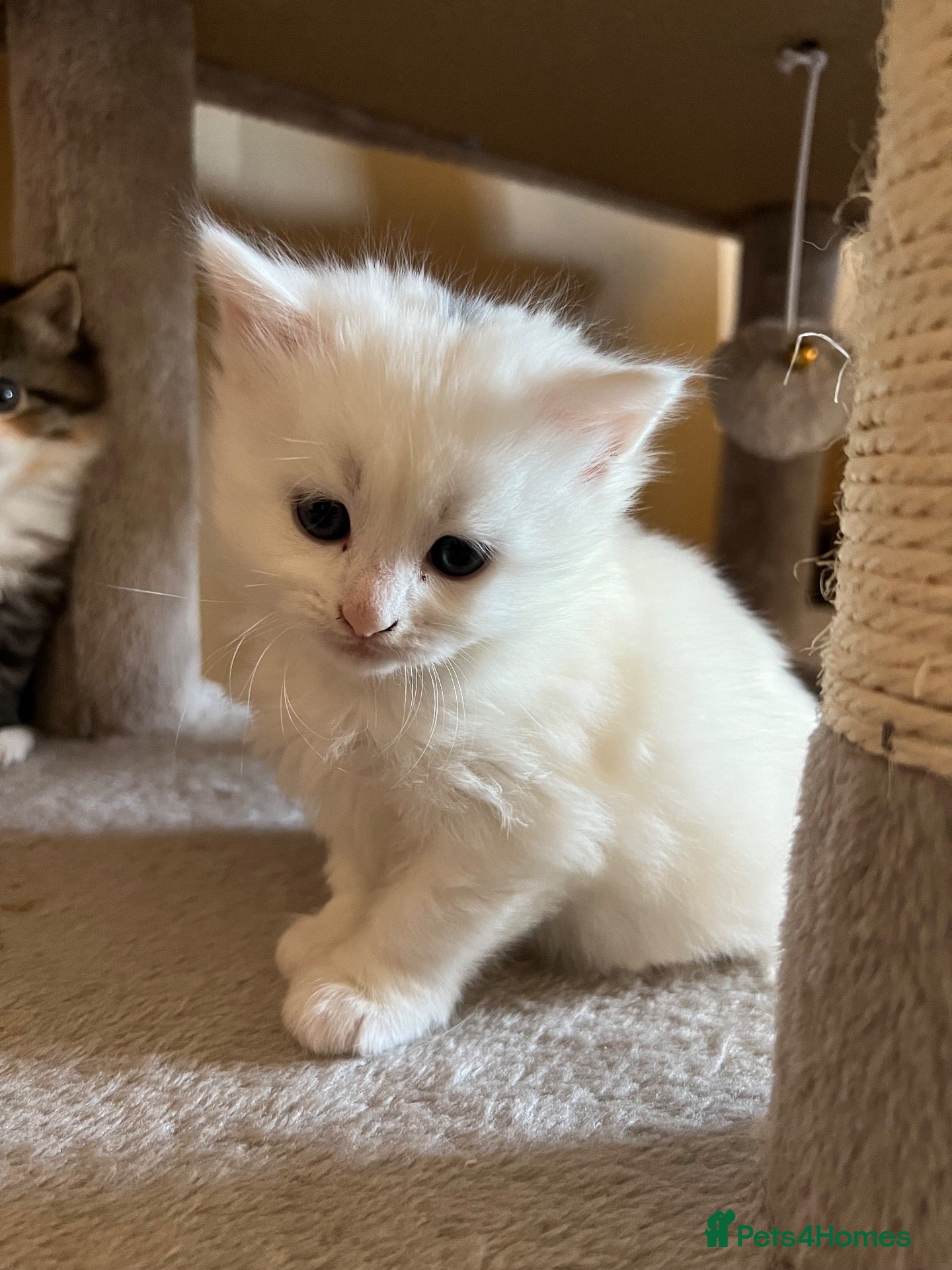 Turkish Angora cats Turkish Angora Kittens - Ready to Reserve🐾🍼🐱 - Advert 3