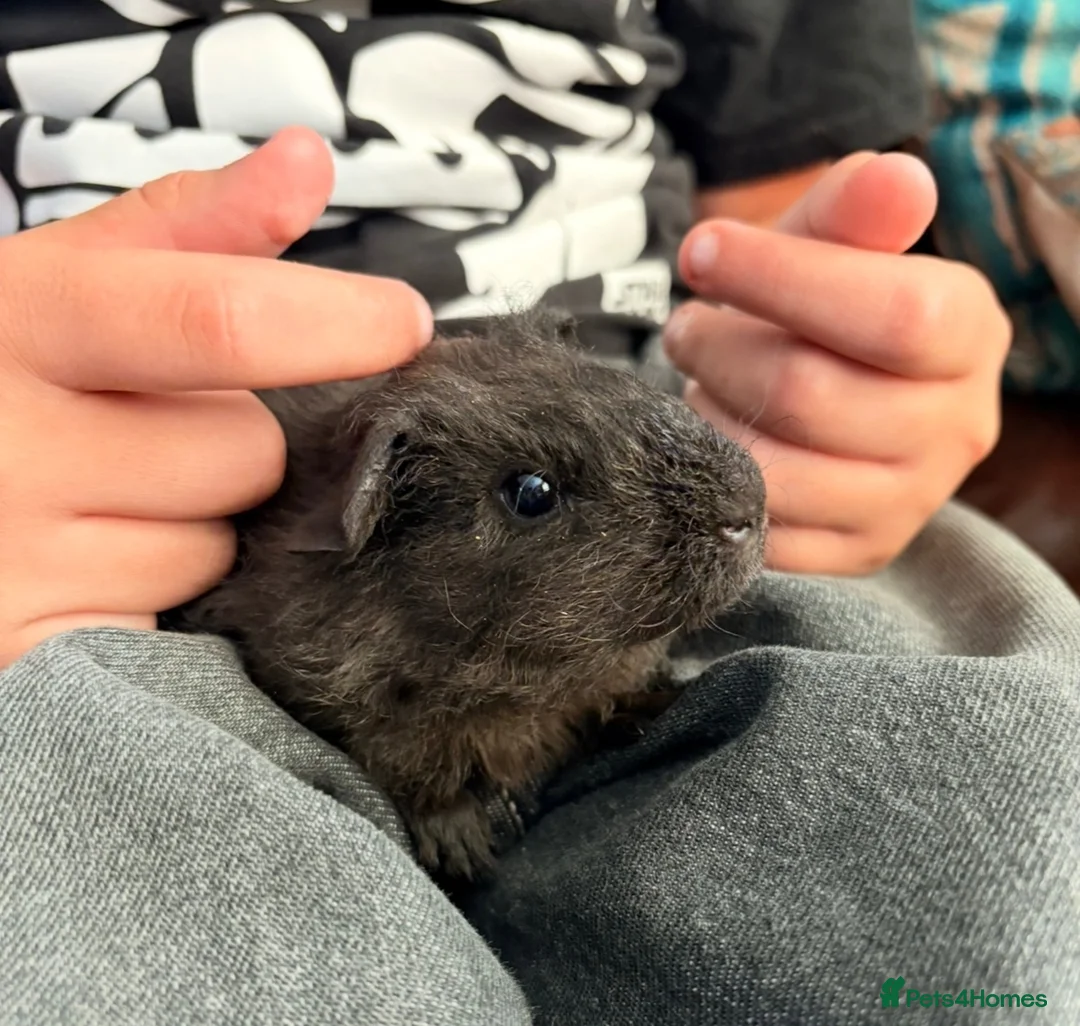 Guinea Pig rodents for sale: Beautiful baby guinea pigs for new homes.  - Advert 2