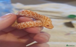 Snake reptiles for sale: ** FREE TO A GOOD HOME ** - Image 1