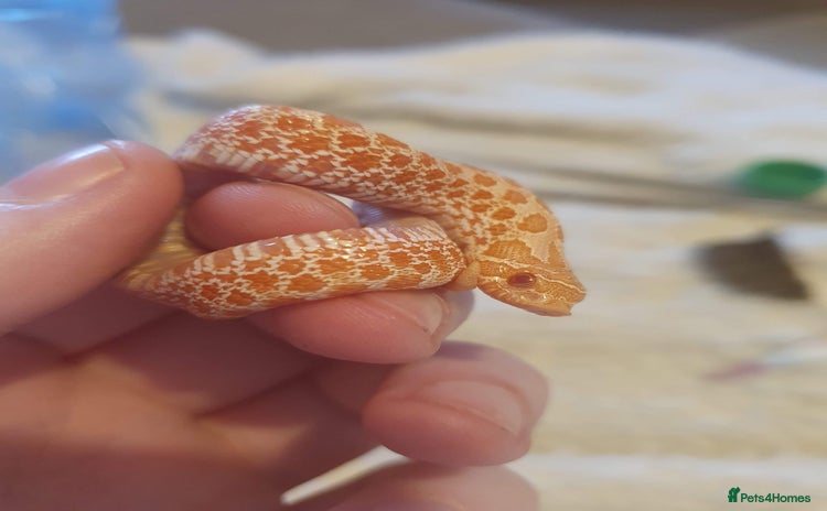 Snake reptiles - Advert 4