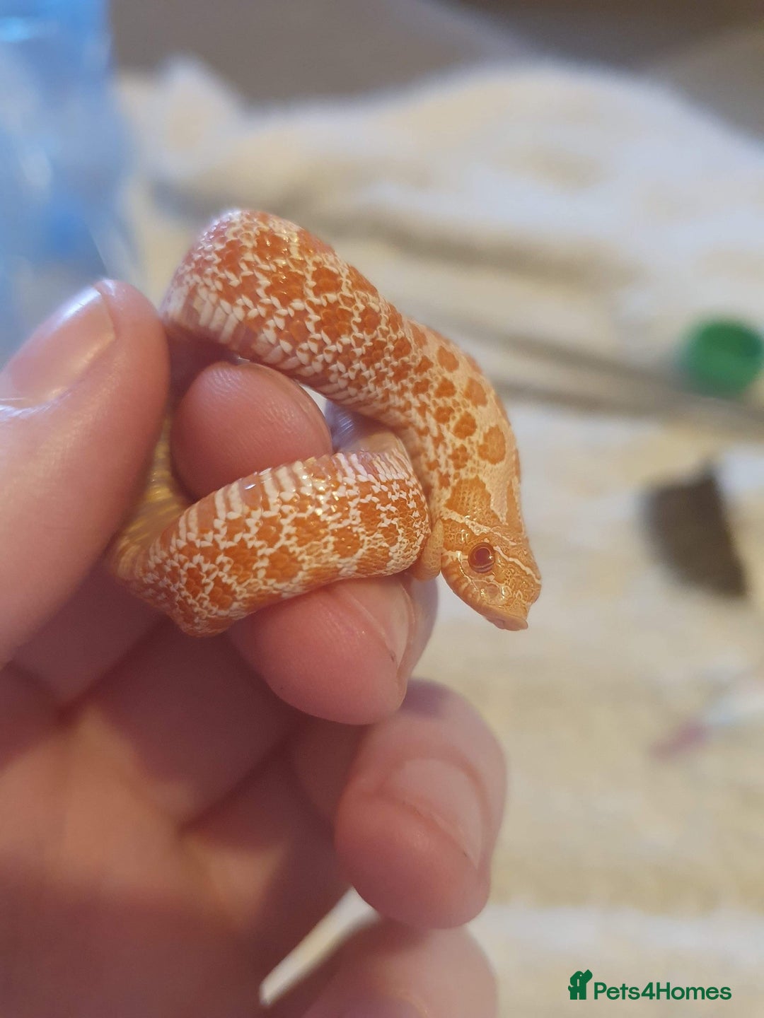 Snake reptiles for sale: ** FREE TO A GOOD HOME ** - Image 1