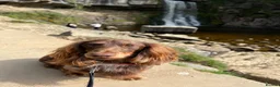 Dachshund dogs for stud: Long haired miniature dapple male dachshund  - Advert 6