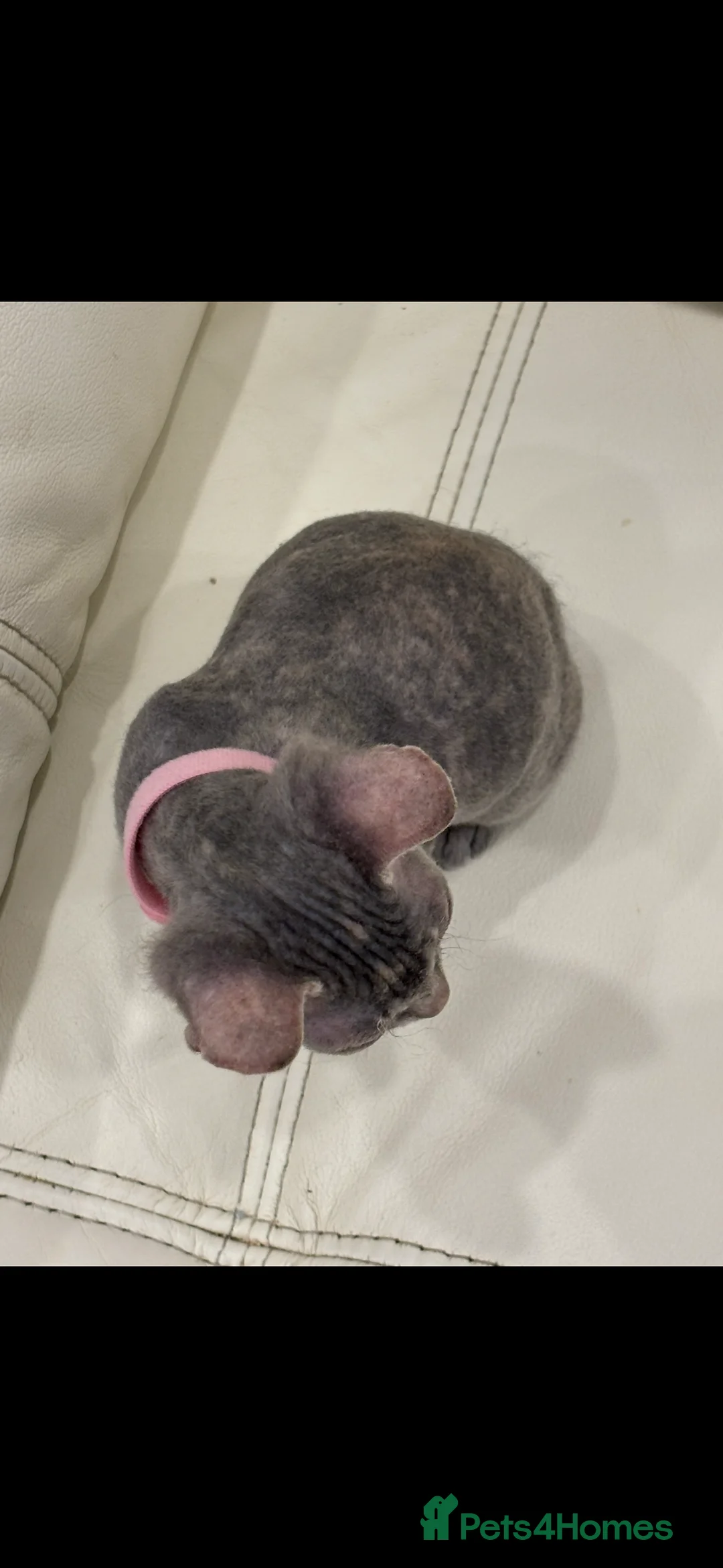 Sphynx cats for sale: Donskoy - Advert 30