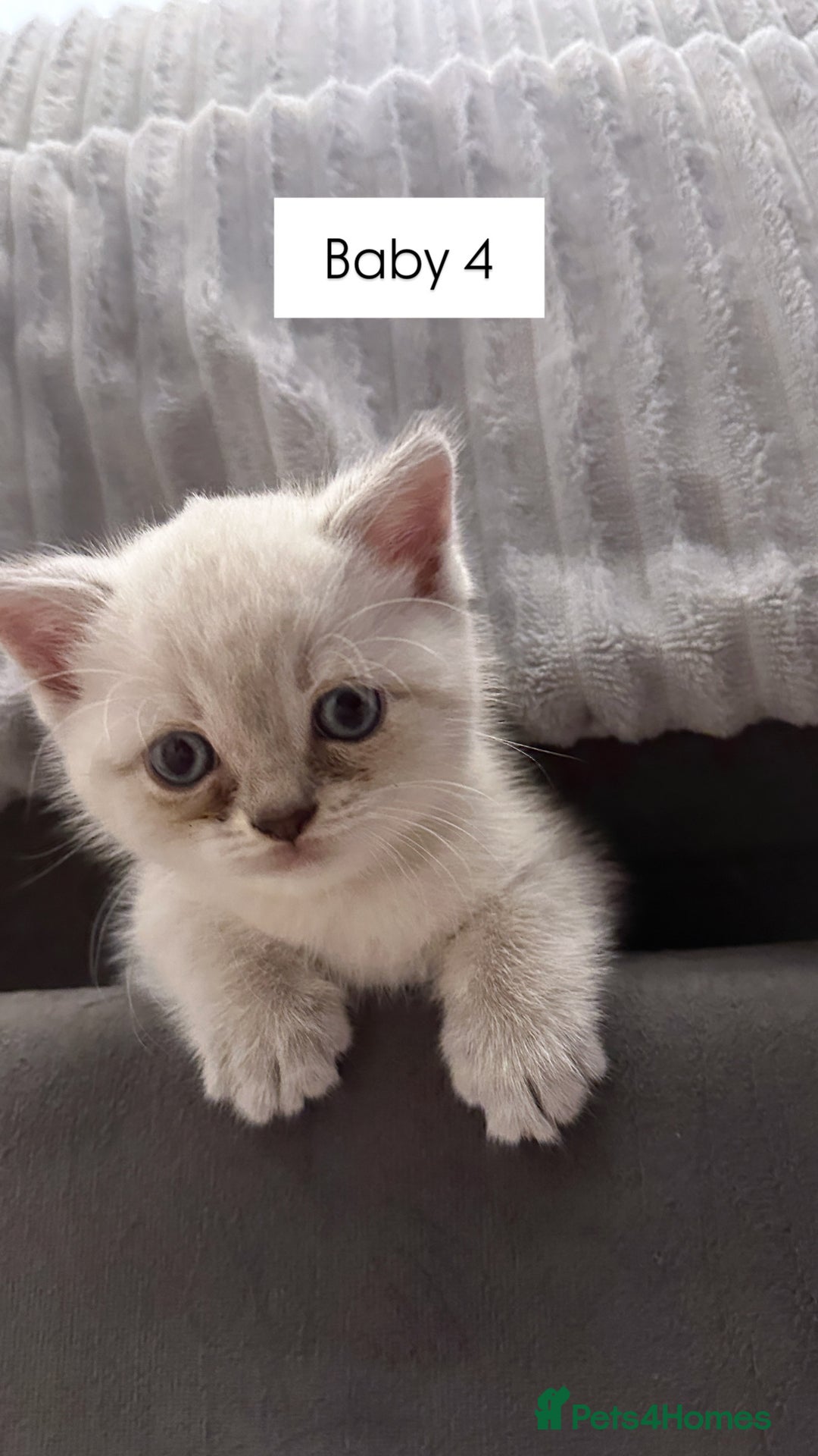British Shorthair cats for sale: Kittens British Shorthair  - Image 4