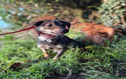 Mixed Breed dogs for adoption: Minnie - Hingham Norfolk  - Advert 4