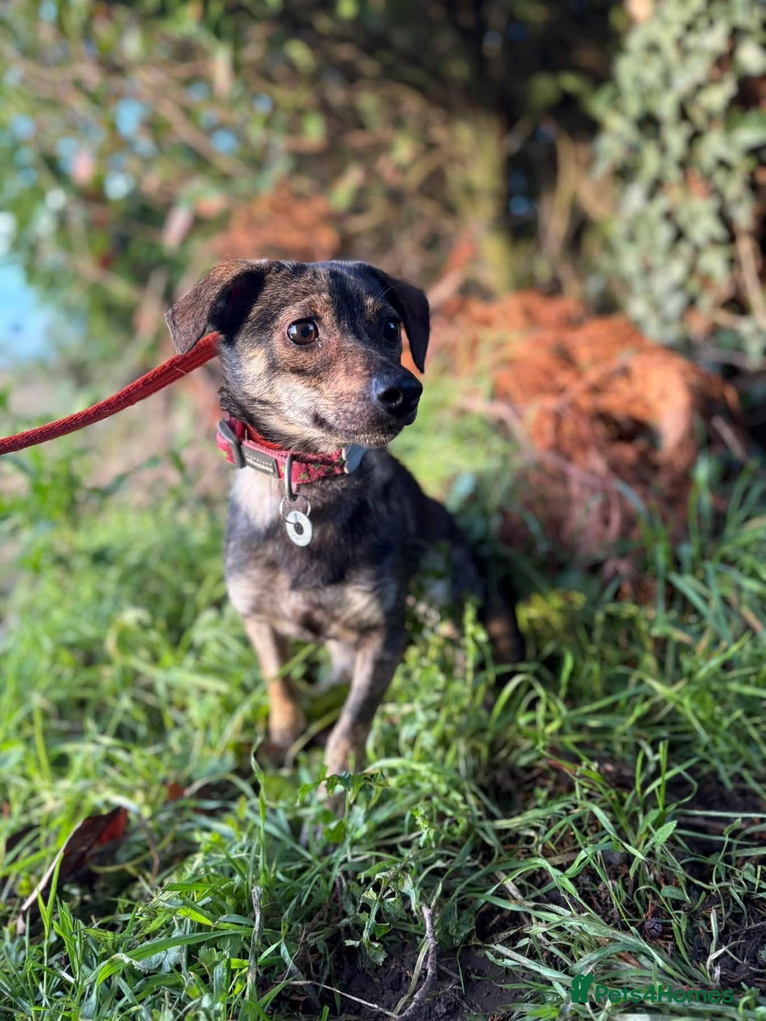 Mixed Breed dogs for adoption: Minnie - Hingham Norfolk  - Advert 4