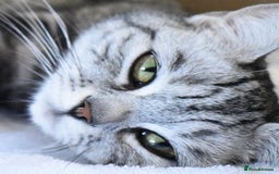 British Shorthair cats for sale: British Shorthair Stunning Kittens - Image 13
