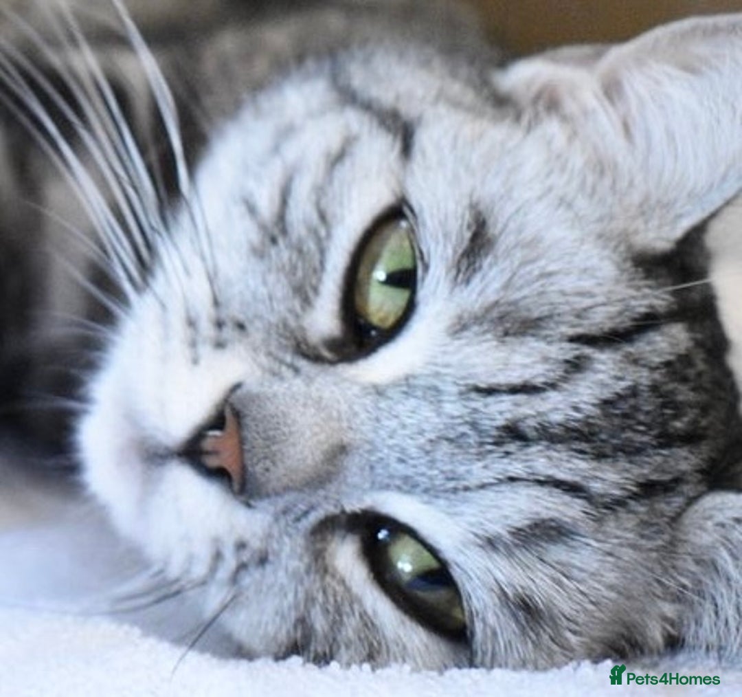 British Shorthair cats for sale: British Shorthair Stunning Kittens - Image 13