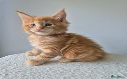 Maine Coon cats for sale: 6 TICA-Registered Maine Coon Kittens Available - Image 4