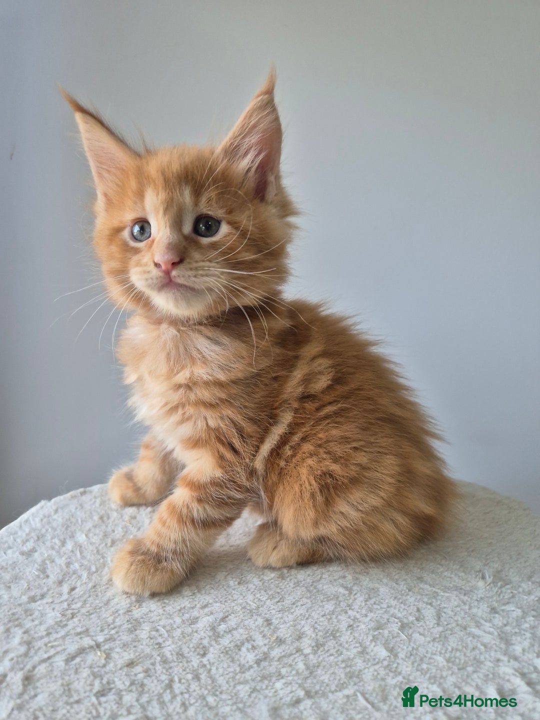 Maine Coon cats for sale: 6 TICA-Registered Maine Coon Kittens Available - Image 4