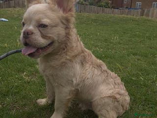 French Bulldog dogs ✨ Elite Fluffy Merle Husky Stud Available ✨ - Advert 19