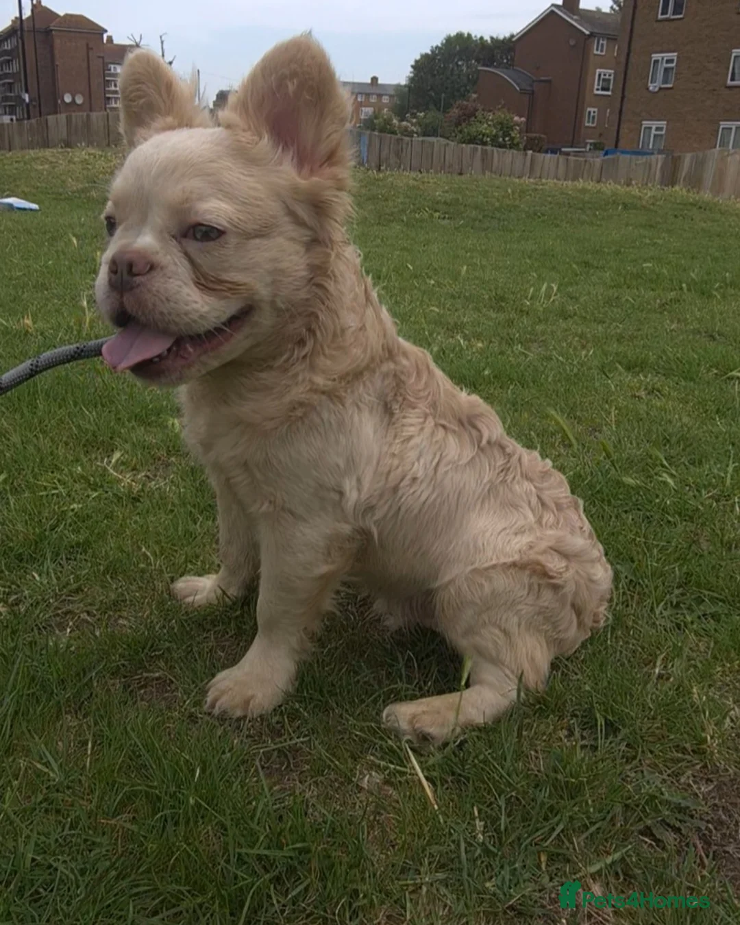 French Bulldog dogs for stud: ✨ Elite Fluffy French Bulldog Stud Available ✨ - Advert 2