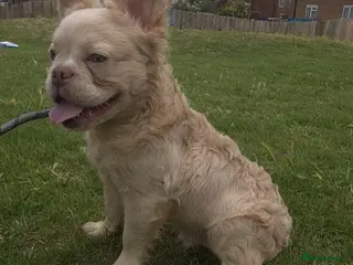 French Bulldog dogs ✨ Elite Fluffy French Bulldog Stud Available ✨ - Advert 1