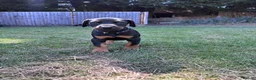Dobermann dogs for sale: KC registered Dobermann puppies  - Advert 7