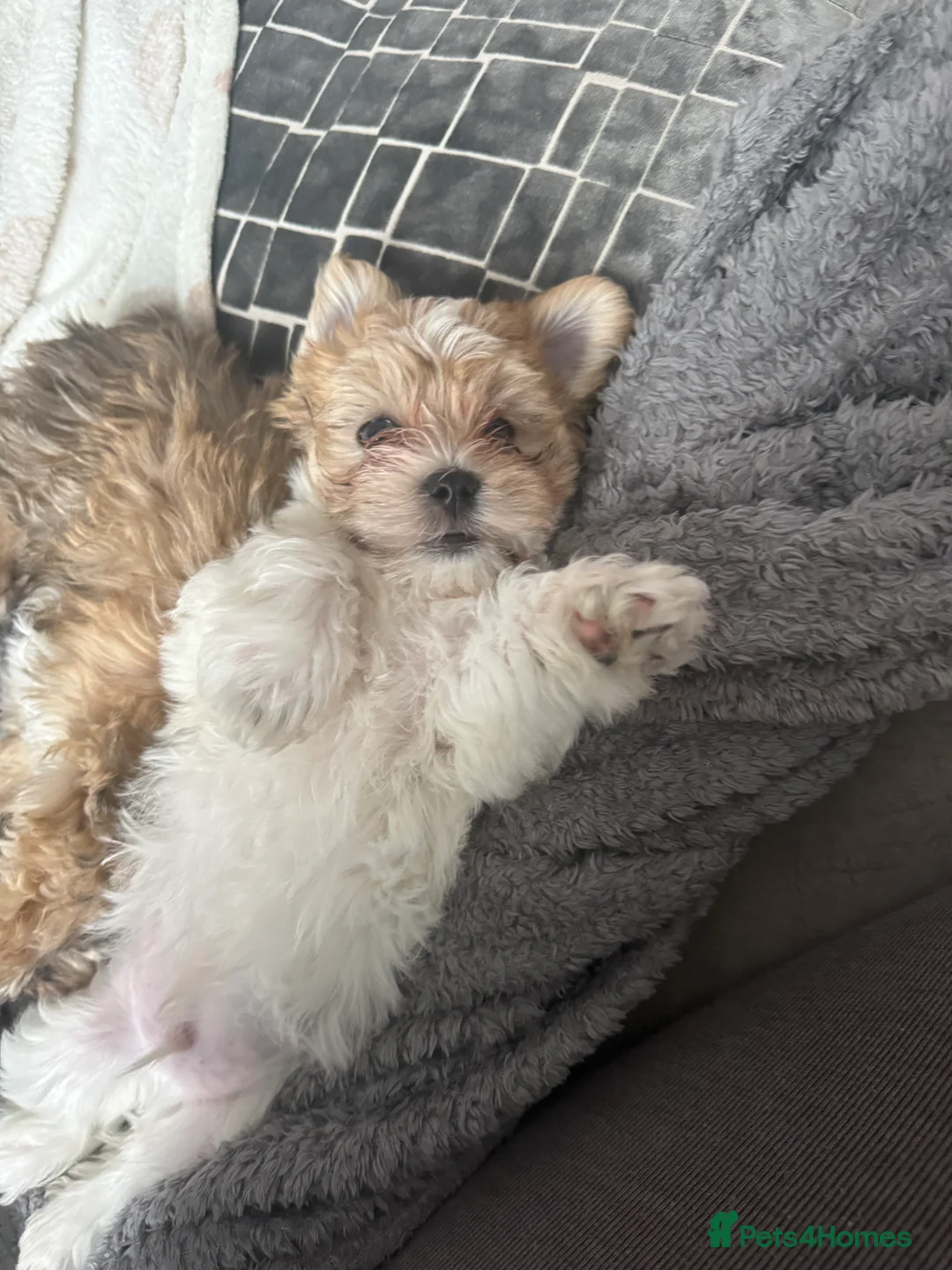 Lhasa Apso dogs for sale: READY NOW 2 beautiful lhatese boy pups  - Advert 20