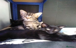 Domestic Shorthair cats for sale: Beautiful kittens looking for, forever homes. - Image 9