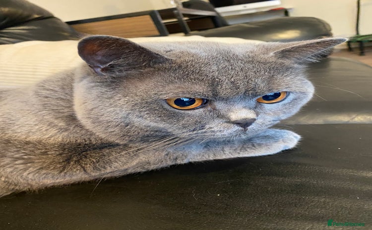British Shorthair cats - Advert 11