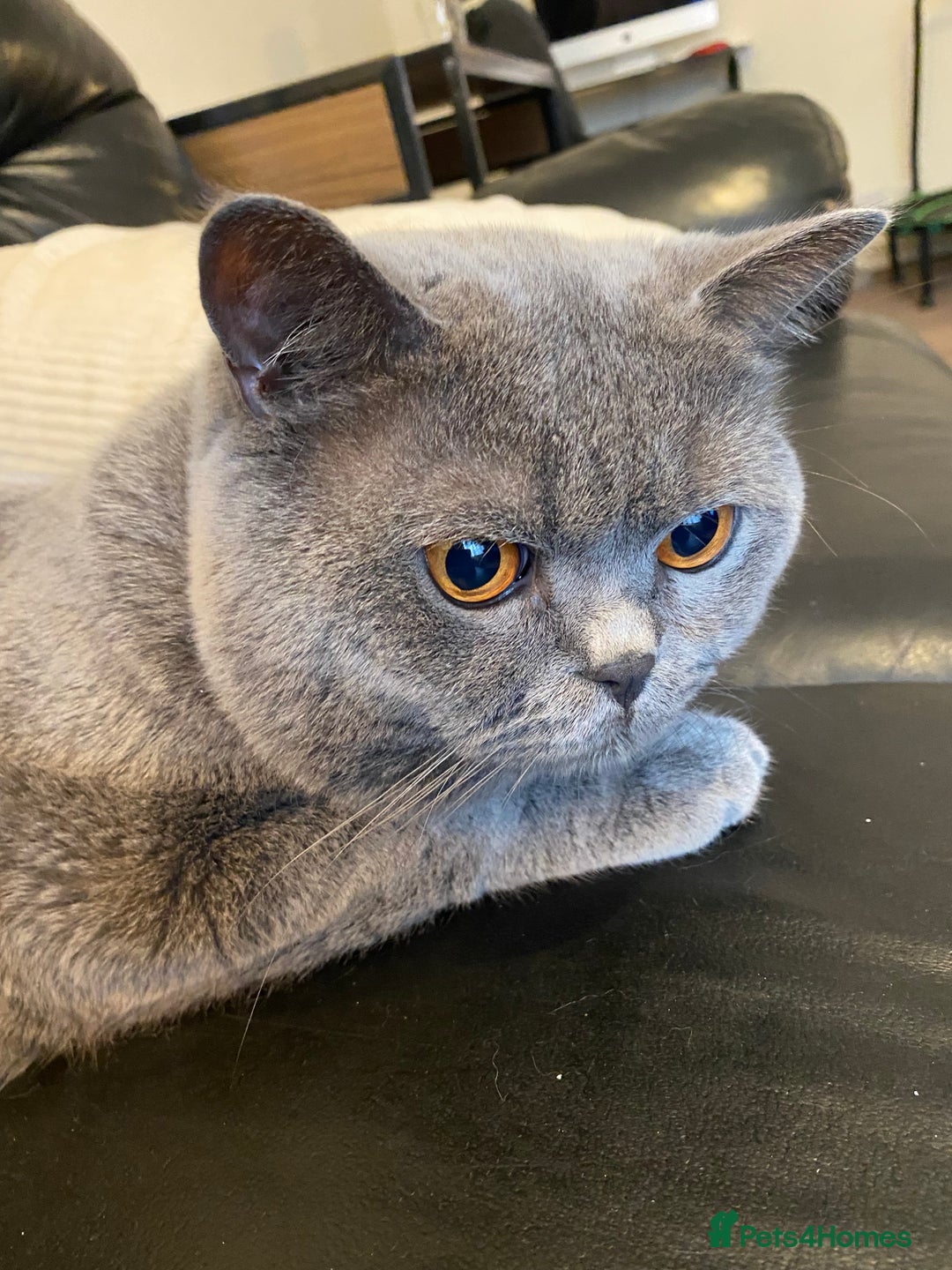 British Shorthair cats for sale: Mr Kittykat - Image 1