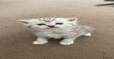 Scottish Fold cats - Advert 13