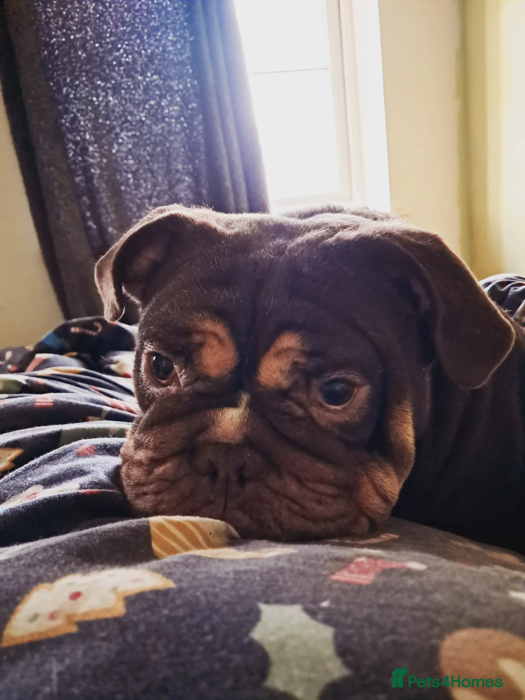 English Bulldog dogs for sale: 3 year old English Bulldog for sale in Drybrook - Advert 4