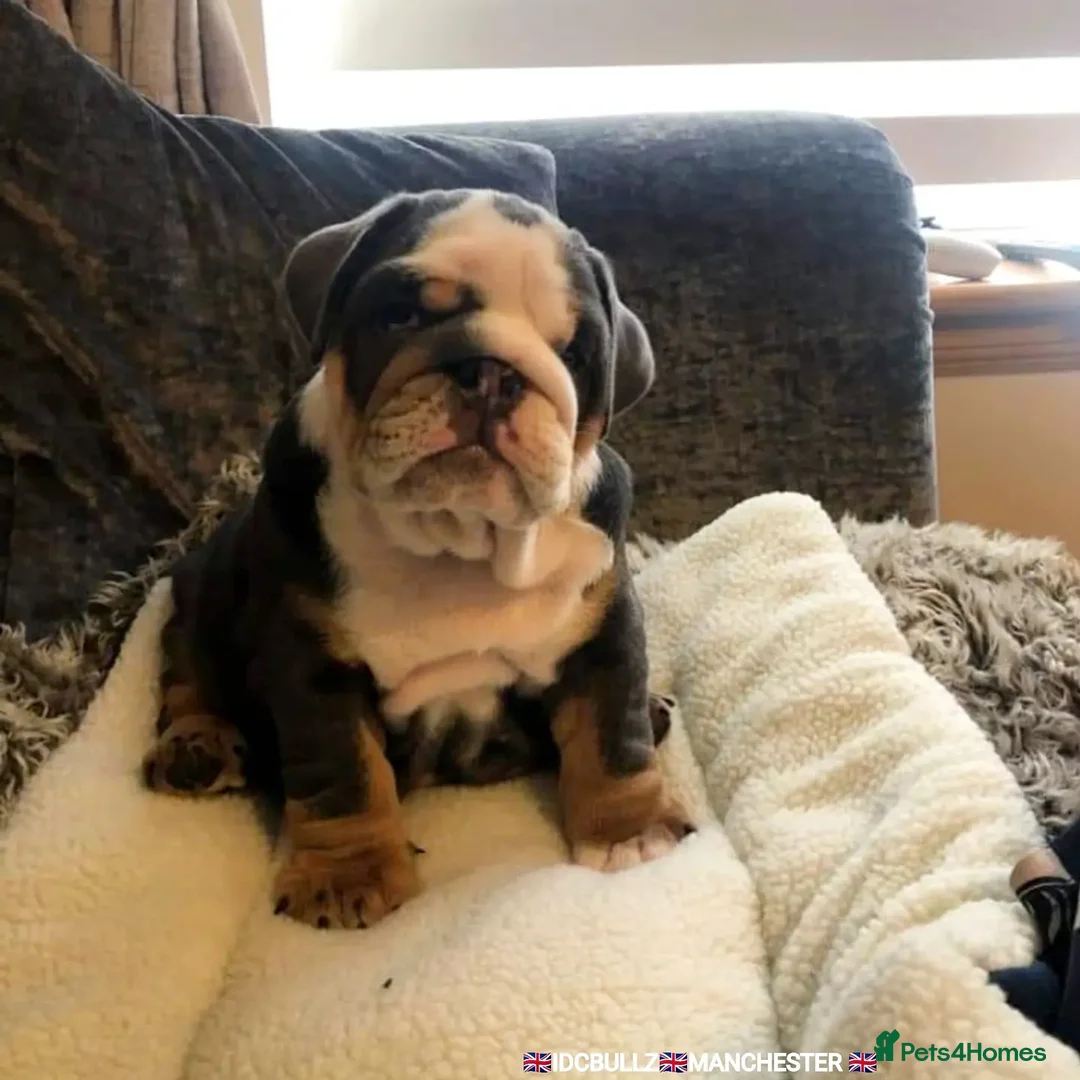 English Bulldog dogs for stud: Uncle Fester in Manchester - Advert 15