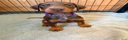 Dobermann dogs for sale: Reduced ❌ ready now  - Advert 9