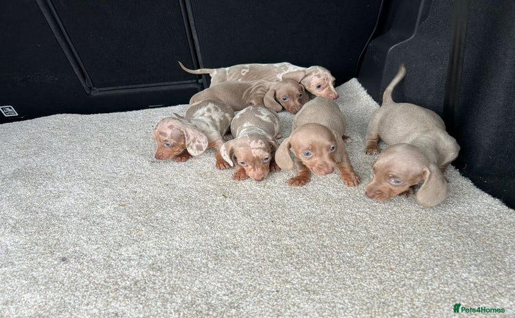 Miniature Dachshund dogs - Advert 6