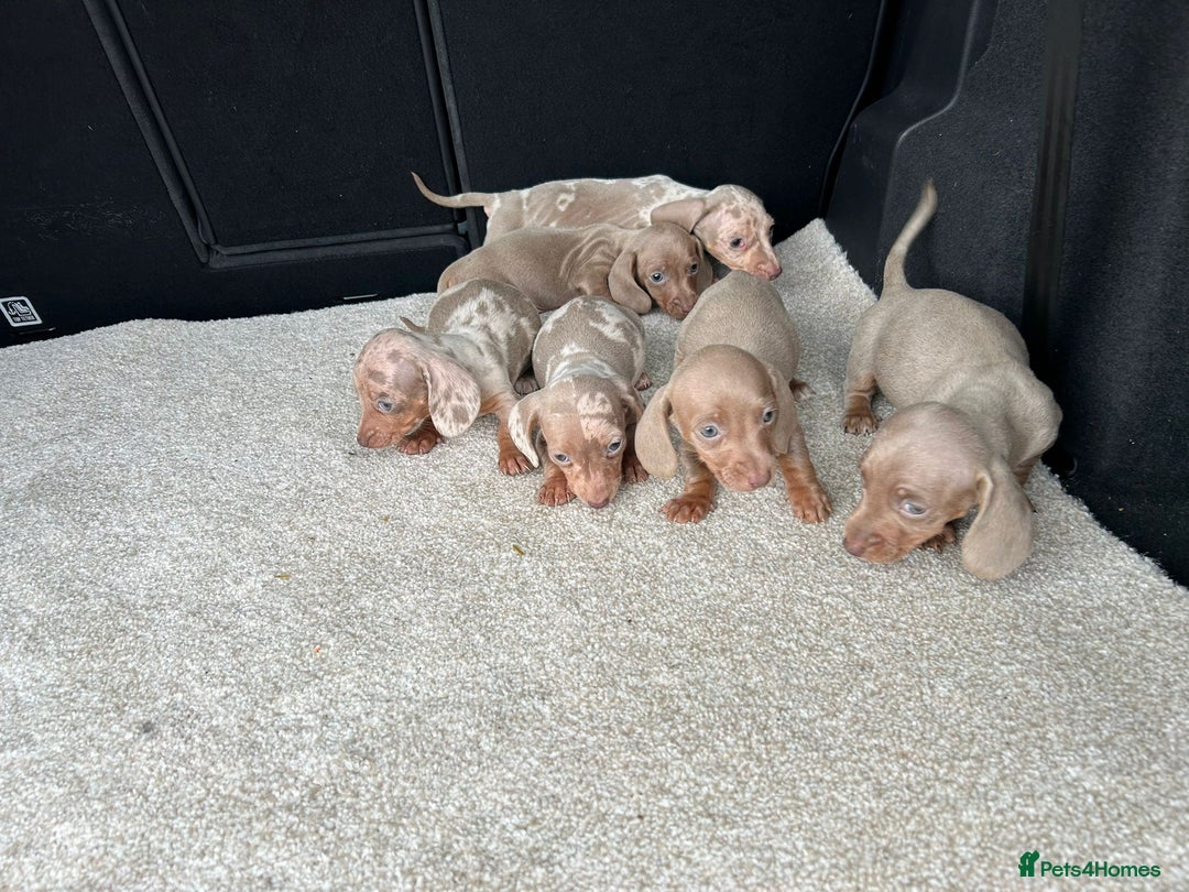 Miniature Dachshund dogs for sale: Rare colour miniature dachshund pups - Image 1