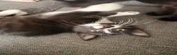 Domestic Shorthair cats for sale: Tuxedo girl - Advert 3