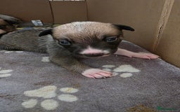 Mixed Breed dogs for sale: Beautiful collie x kelpie puppies  - Image 13