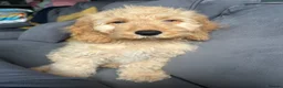 Cockapoo dogs for sale: 15 Week Old Cockapoo Looking for a Forever Home 🐾 in Manchester - Advert 1