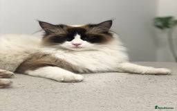 RagaMuffin cats for sale: 🐾 **Adopt Ragdoll-Shorthair Kitten!** 🐾 - Image 15