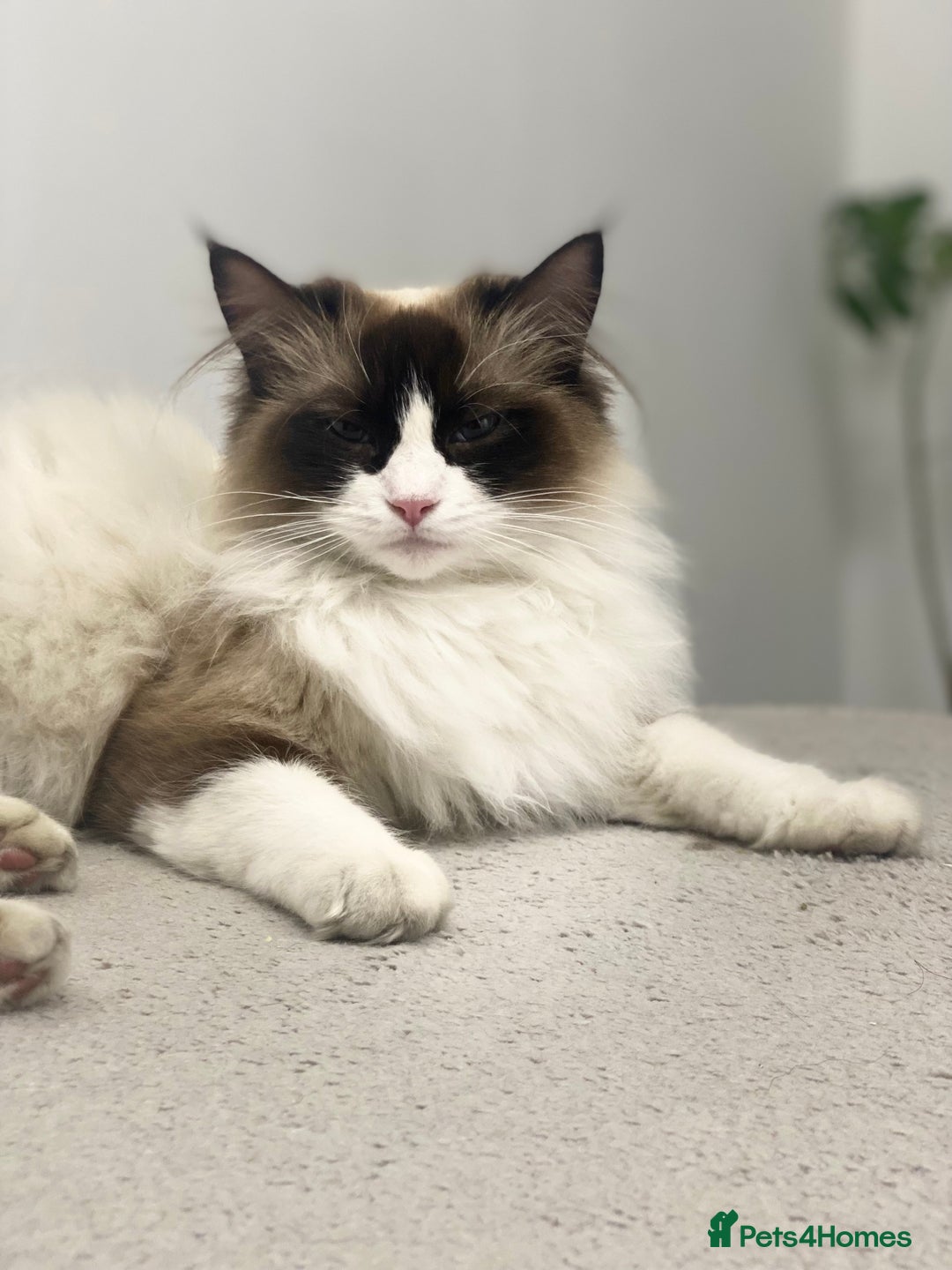 RagaMuffin cats for sale: 🐾 **Adopt Ragdoll-Shorthair Kitten!** 🐾 - Image 15
