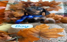 Dachshund dogs for sale: Beautiful dachshund puppies  - Image 13
