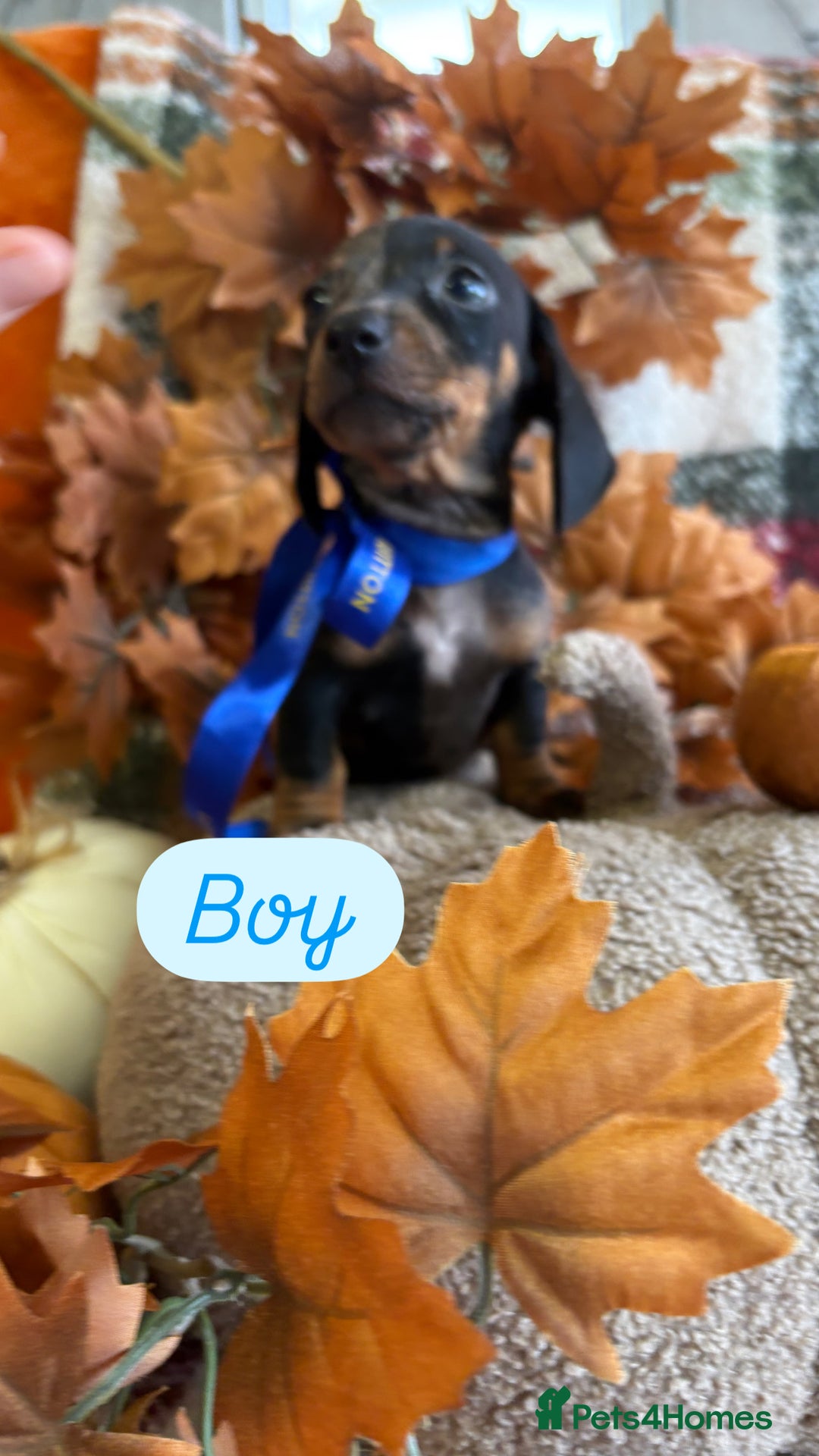 Dachshund dogs for sale: Beautiful dachshund puppies  - Image 13