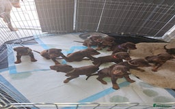 Dobermann dogs for sale: Dobermans available  - Image 1