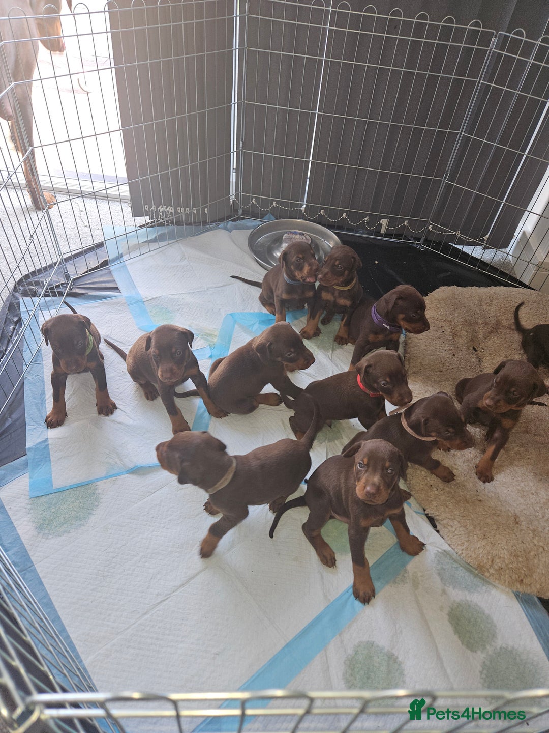 Dobermann dogs for sale: Dobermans available  - Image 1