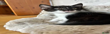 Mixed Breed 2 - Miss Mira