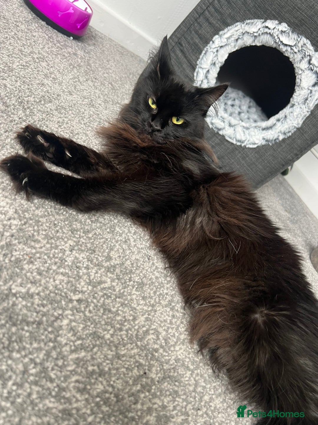 Maine Coon cats for sale: Maine coon girl  - Image 7