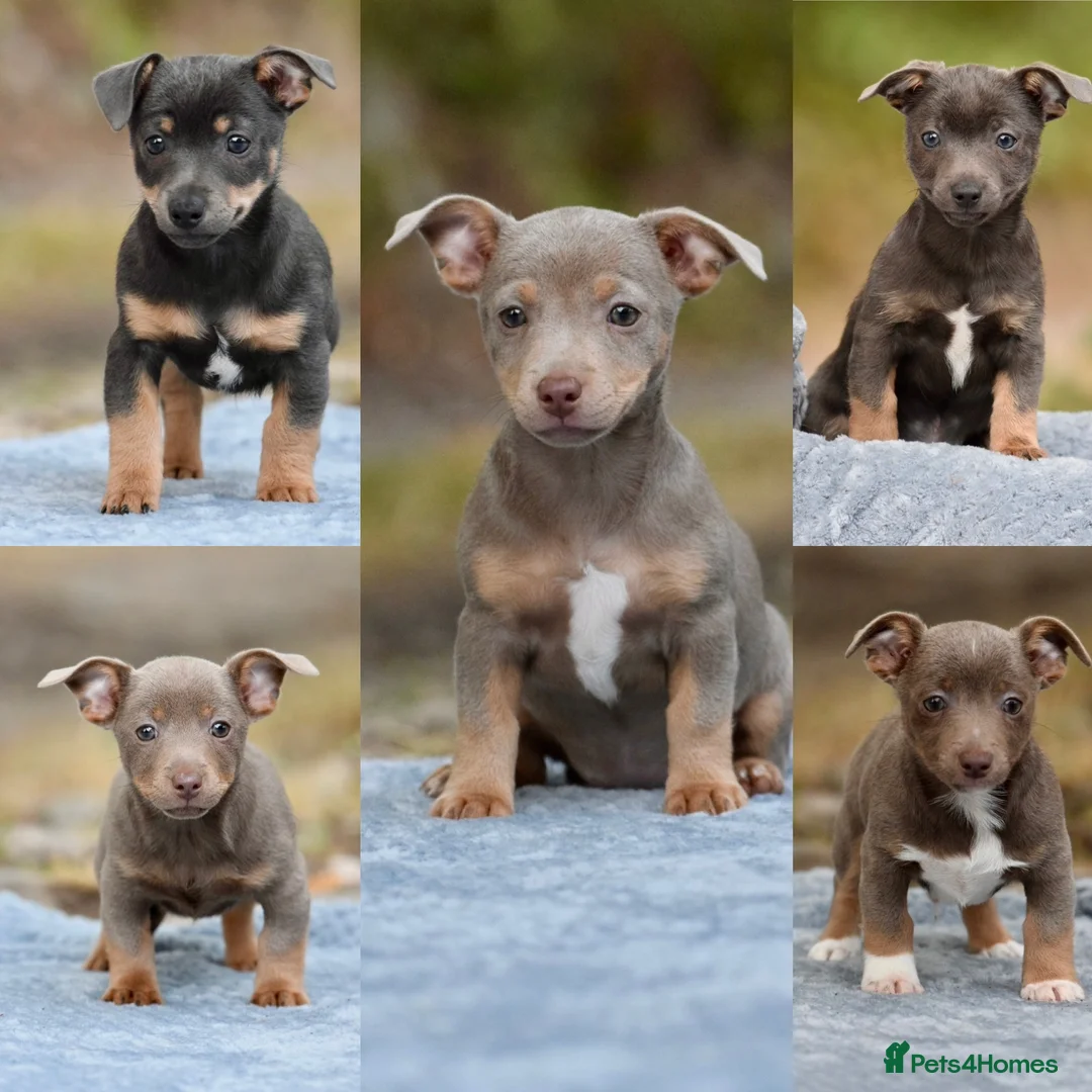 Jack Russell dogs for sale: Lilac & Tan and Blue & Tan Miniature Jack Russells - Advert 1