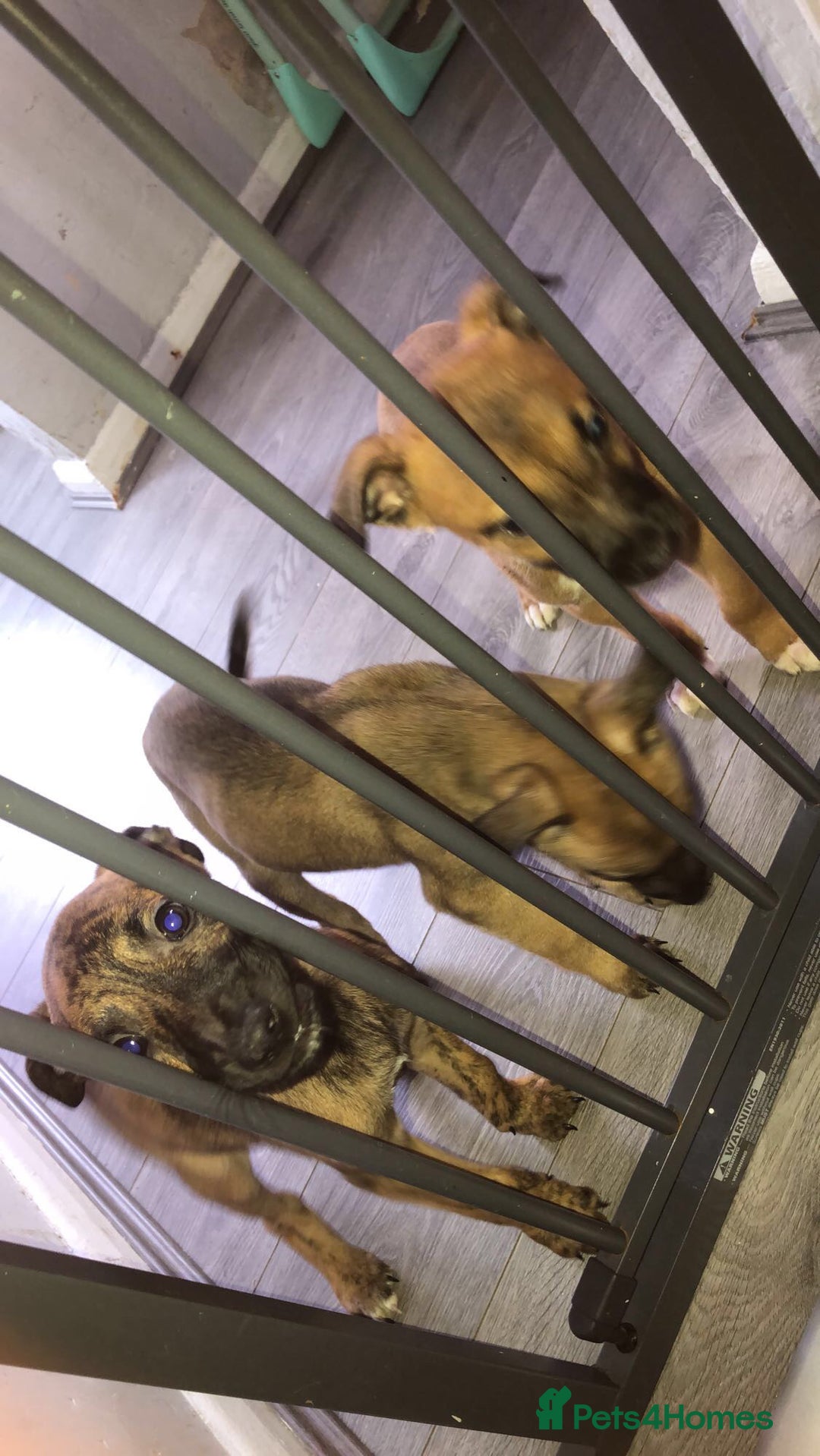 Mixed Breed dogs for sale: Lurcher/greyhound puppies - Image 5