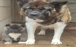 Akita dogs for sale: KC REGISTERED BEAR HEAD AMERICAN AKITA FEMALE PUPS - Image 9