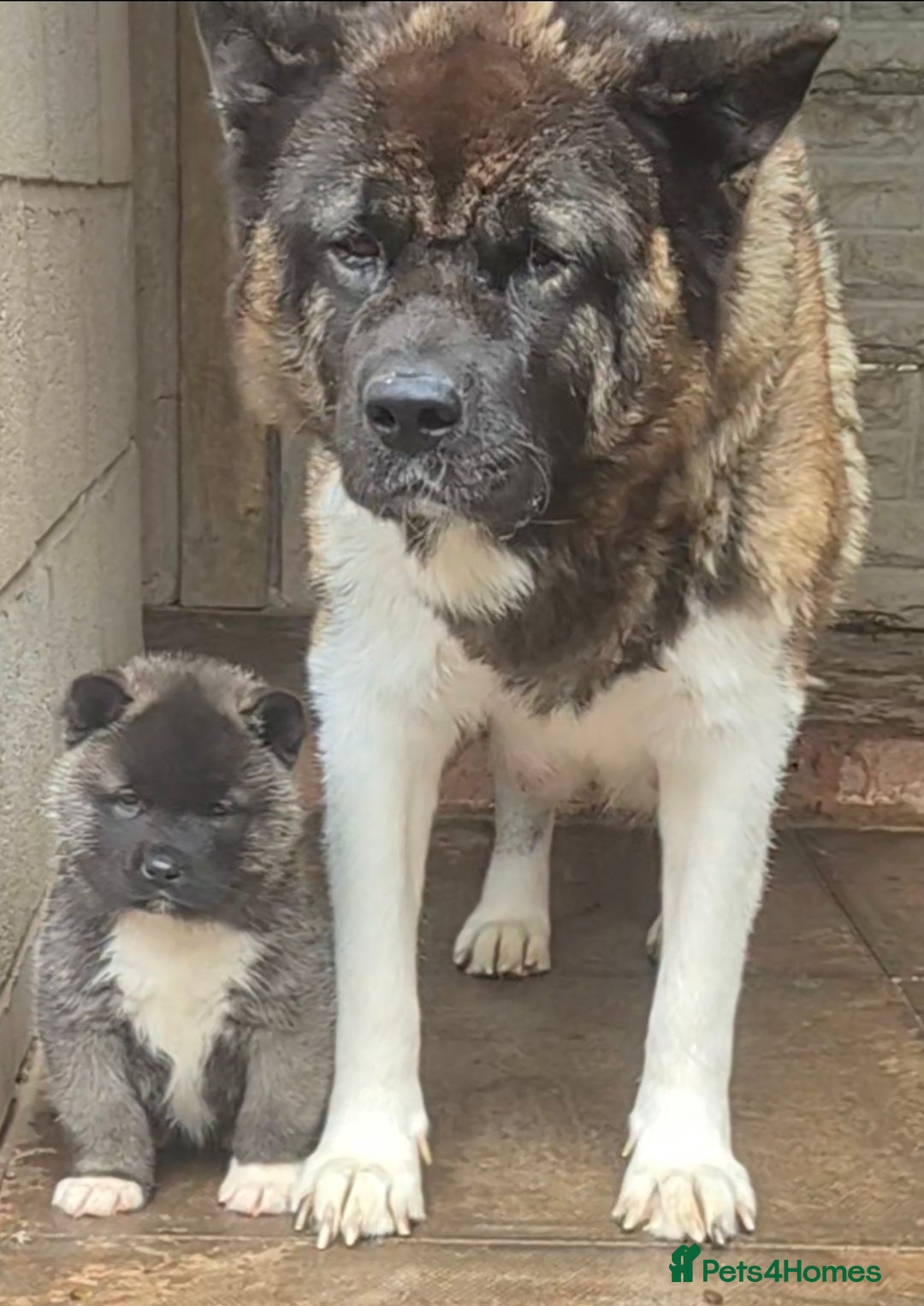 Akita dogs for sale: KC REGISTERED BEAR HEAD AMERICAN AKITA FEMALE PUPS - Image 9