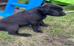 Labrador Retriever dogs for sale: KC registered Labrador retrievers for sale  - Image 18